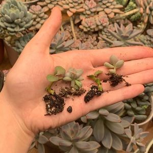 Mini Succulent Variety Pack